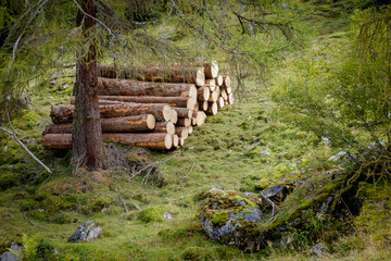 gestapelte Baumstämme