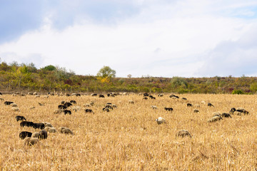 Fototapeta na wymiar Herd of black and white sheeps on a corn field after harvest in autumn in Moldova