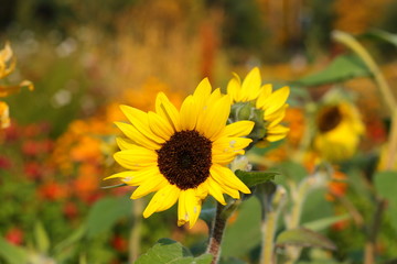 blooming sunflower