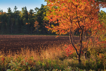 Fall Foliage of a wild pin cherry along the edge of a farm field in rural Prince Edward Island,...