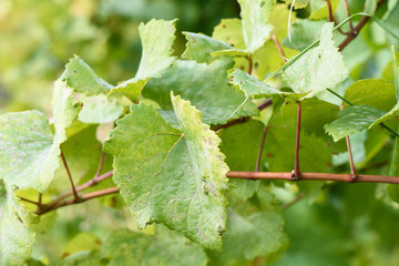 Green vine leaves in autumn in Moldova, shallow focus close up