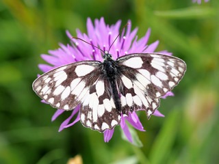 Naklejka premium Marbled White Perched on a Purple Flower