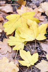 Naklejka na ściany i meble Oak yellow leaves on the ground in autumn in a forest in Moldova, shallow focus close up
