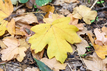 Naklejka na ściany i meble Oak yellow leaf on the ground in autumn in a forest in Moldova, shallow focus close up