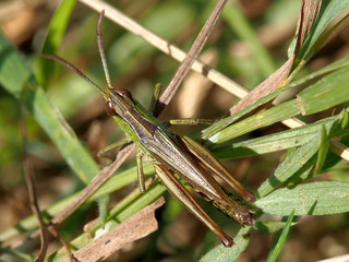 Lesser Marsh Grasshopper