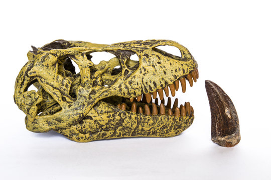 Cranio di Tirannosaurus rex e dente fossile