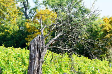 Stehender abgestorbener Baum