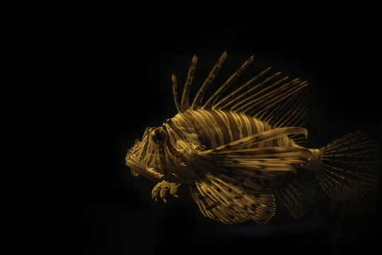 Lionfish Pteroisin on black