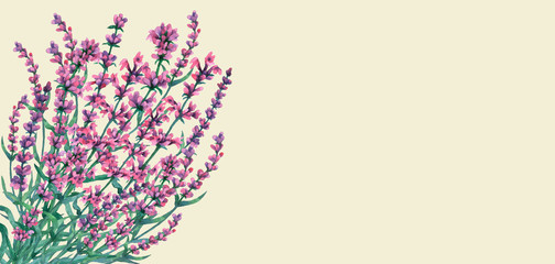 Bouquet of lavender. Watercolor hand painting illustration on isolate light green background.