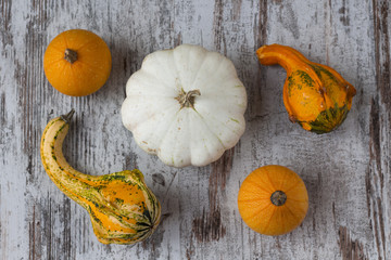 Variety of different pumpkins in a wood background