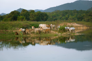 Fototapeta na wymiar Cows on the island of Mae Kham dam, Lampang, Thailand.