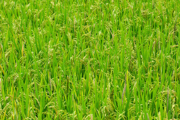 Green ear of rice in paddy rice field