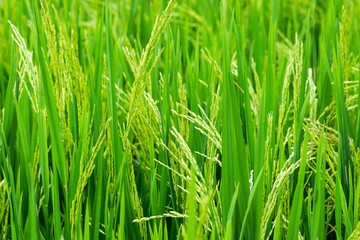 Green ear of rice in paddy rice field.