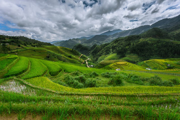 Rice fields at Northwest Vietnam.