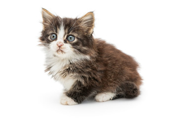 Little fluffy kitten