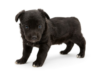 Little black puppy
