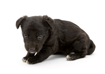 Little black puppy