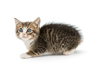 Little  kitten with  blue eyes