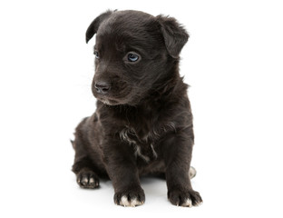 Serious black puppy