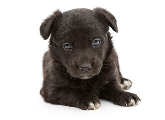 Serious black puppy