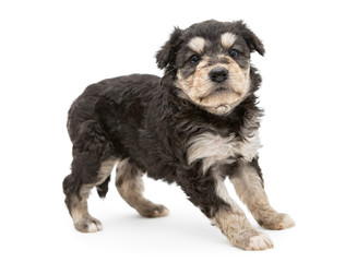 Small and serious puppy Terrier