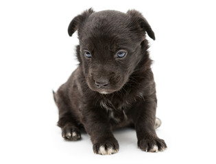 Serious black puppy