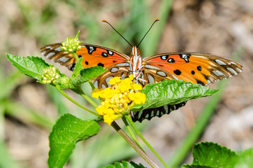 Butterfly With Open Wings Feeding on a Flower