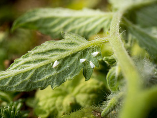 whiteflies sucking on a tomato leaf