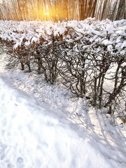 Fototapeta na wymiar Snow-covered bushes in the city park