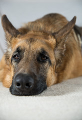 Face close up shot of a German Shepherd Lying on a white carpet