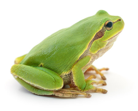 Green frog isollated.