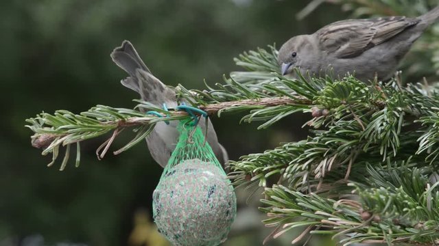 House Sparrow searching seeds on bird fat ball. 