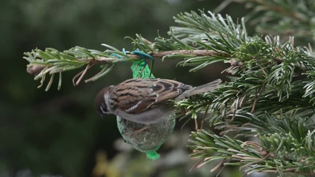 Blue tit and starling feeding on bird fat ball in winter. 