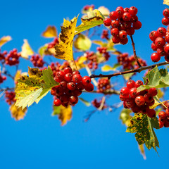 Ripe hawthorn berries