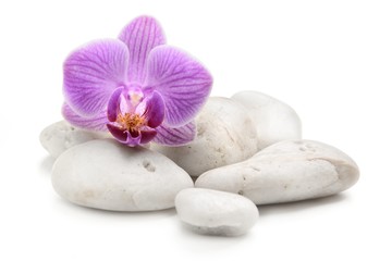 orchid with zen basalt stones on the white background