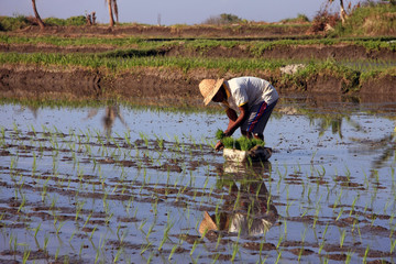 Field worker in on a rice paddy planting new rice