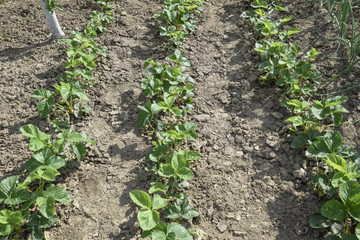The bed of strawberries in the garden. Strawberry blossoms and bears fruit
