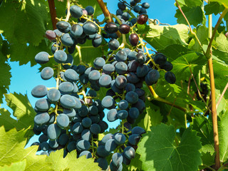 Ripe bunch of blue grapes awaiting harvest pores