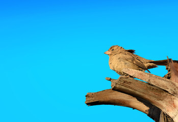 small bird on a branch