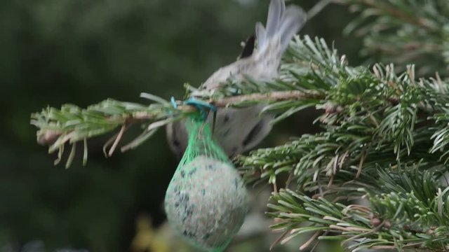 House Sparrow searching seeds on bird fat ball. 