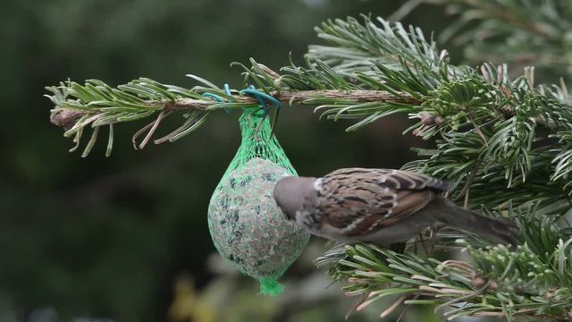 House Sparrow searching seeds on bird fat ball. 