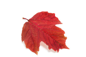 red leaf viburnum isolated on white background