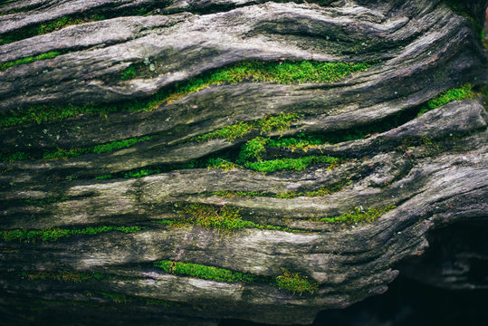 The bark wood with greenery and moss. Nature Texture 