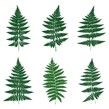 Six silhouettes. Ferns. Vector.