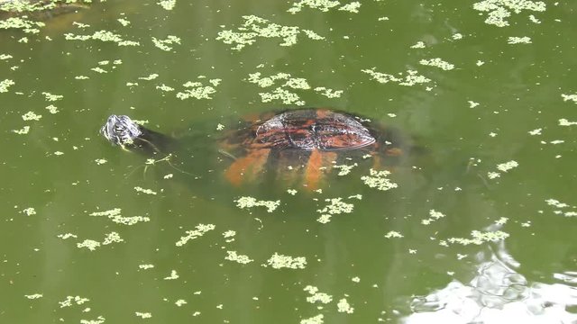 Florida Cooter in the swamp