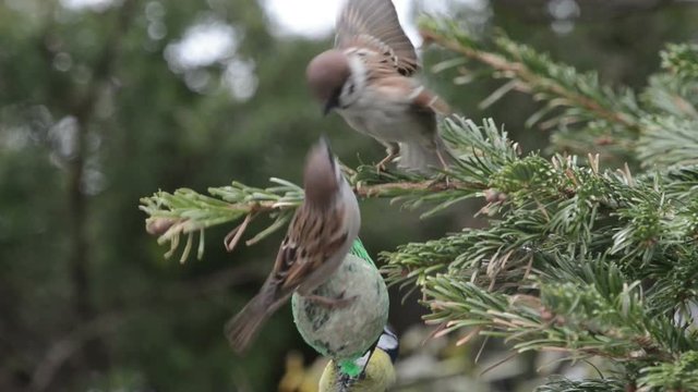 Blue tit and starling feeding on bird fat ball in winter. 