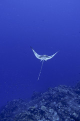 Eagle Ray swimming in the blue