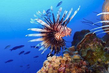 Lion Fish and blue background