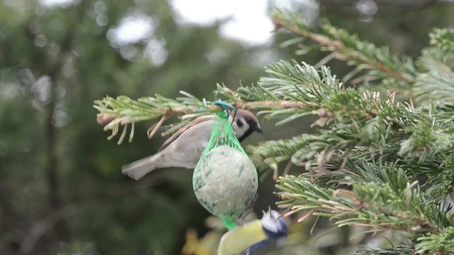 Blue tit and starling feeding on bird fat ball in winter. 