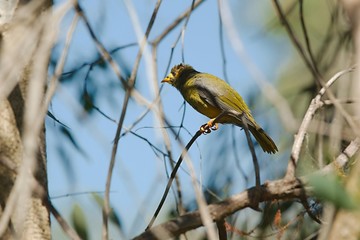 Bellbird in the trees